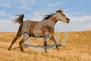 Arabian horse enjoys running on meadow