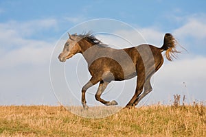 Arabian horse enjoys running on meadow