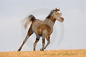 Arabian horse enjoys running on meadow