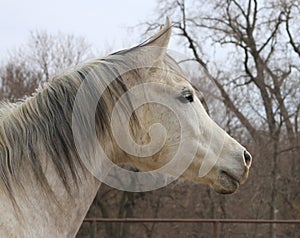 Arabian horse face in profile in winter