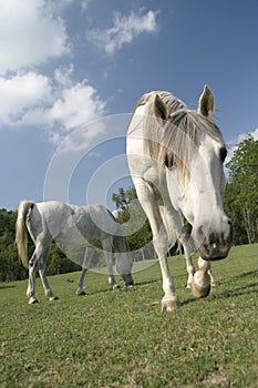 Arabian horse in a field