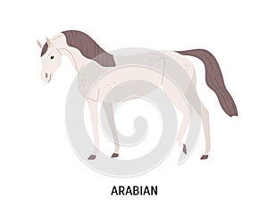 Arabian horse flat vector illustration. Beautiful equine, thoroughbred palfrey, saddle-horse. Hoss breeding, equestrian