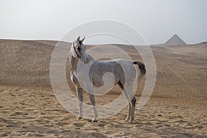 Arabian horse in front of pyramids