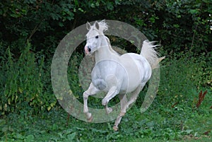 Arabian horse in gallop