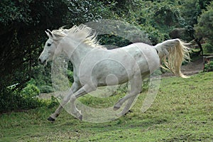 Arabian horse galloping photo