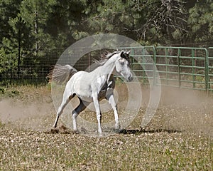 Arabian Horse Galloping Free in a Pasture