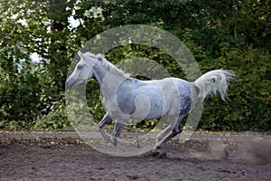 Arabian horse - galloping on paddock