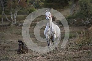 Arabian horse galloping towards the camera