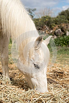 Arabian Horse Grazing