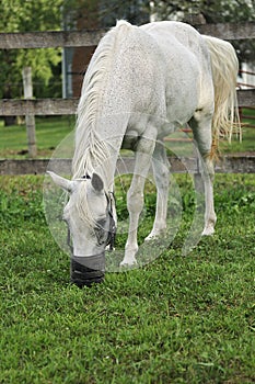 Arabian Horse with Grazing Muzzle photo