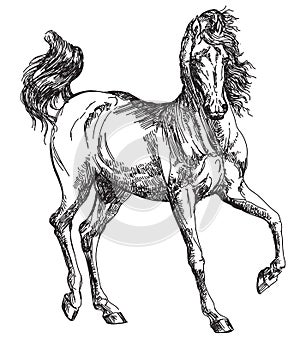 Arabian horse hand drawing illustration