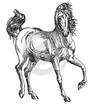 Arabian horse hand drawing illustration photo