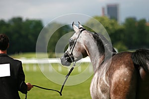 Arabian horse and handler
