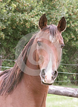 Arabian horse head and neck