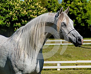 Arabian Horse head portrait ~