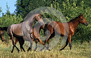 Arabian Horse, Herd Galloping in Meadow