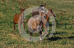 ARABIAN HORSE, HERD GALLOPING IN PADDOCK