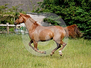 Arabian Horse at Liberty