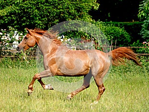 Arabian Horse at Liberty