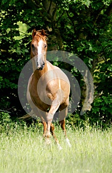 Arabian Horse at Liberty