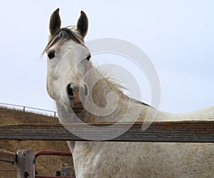 Arabian horse looking alert by rustic fence