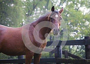 Arabian horse looking at camera