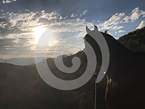 Arabian Horse Silhouette Sunset