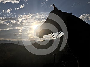 Arabian Horse Silhouette Sunset