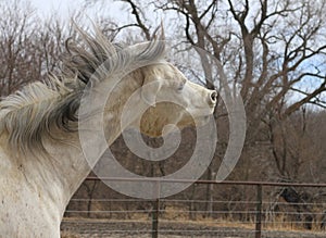 Arabian horse in motion looking angry