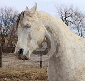 Arabian horse with nostrils flared