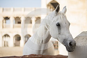 Arabian horse in the old market souk Waqif in Doha,Qatar.