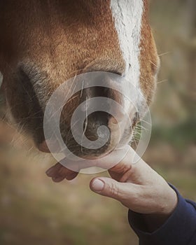 Arabian Horse and Owner's Hand