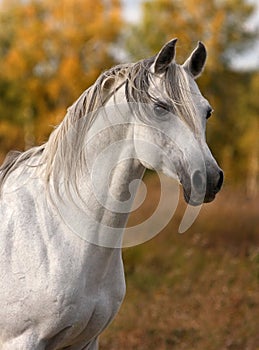 Arabo un cavallo ritratto 