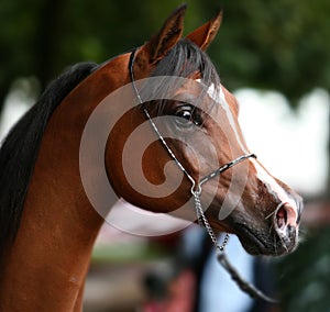 Arabian horse portrait