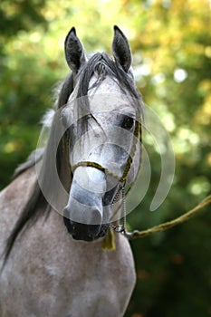 Arabian horse portrait