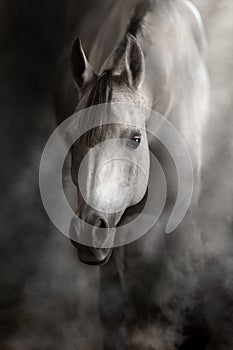 Arabian horse portrait