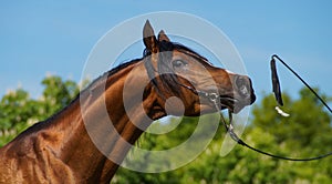 Arabian horse portrait