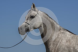 Arabian horse portrait 