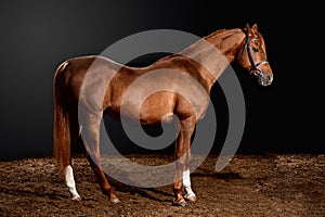 Arabian horse portrait with classic bridle isolated on black background