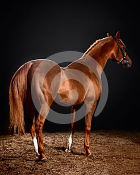 Arabian horse portrait with classic bridle isolated on black background