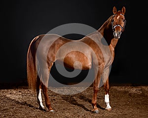 Arabian horse portrait with classic bridle isolated on black background