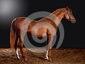 Arabian horse portrait with classic bridle isolated on black background