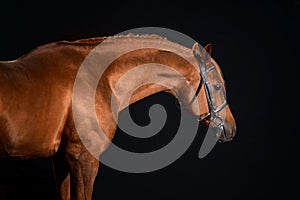 Arabian horse portrait with classic bridle isolated on black background