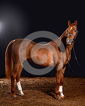 Arabian horse portrait with classic bridle isolated on black background