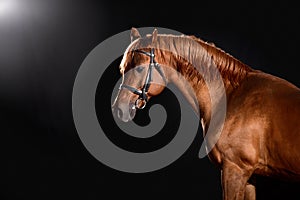 Arabian horse portrait with classic bridle isolated on black background