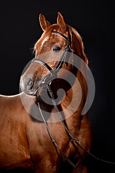Arabian horse portrait with classic bridle isolated on black background