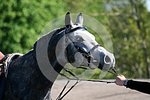 Arabian horse portrait finish of endurance compitition