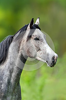 Arabian horse portrait