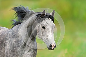 Arabian horse portrait