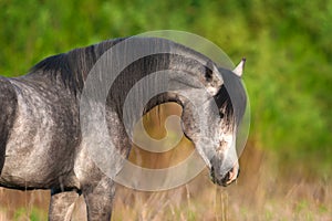 Arabian horse portrait